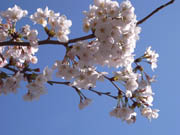 目黒川・裏ナカメの桜