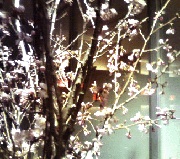BlueBarDiningの桜