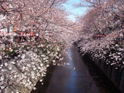目黒川の桜3月20日（裏ナカメ）
